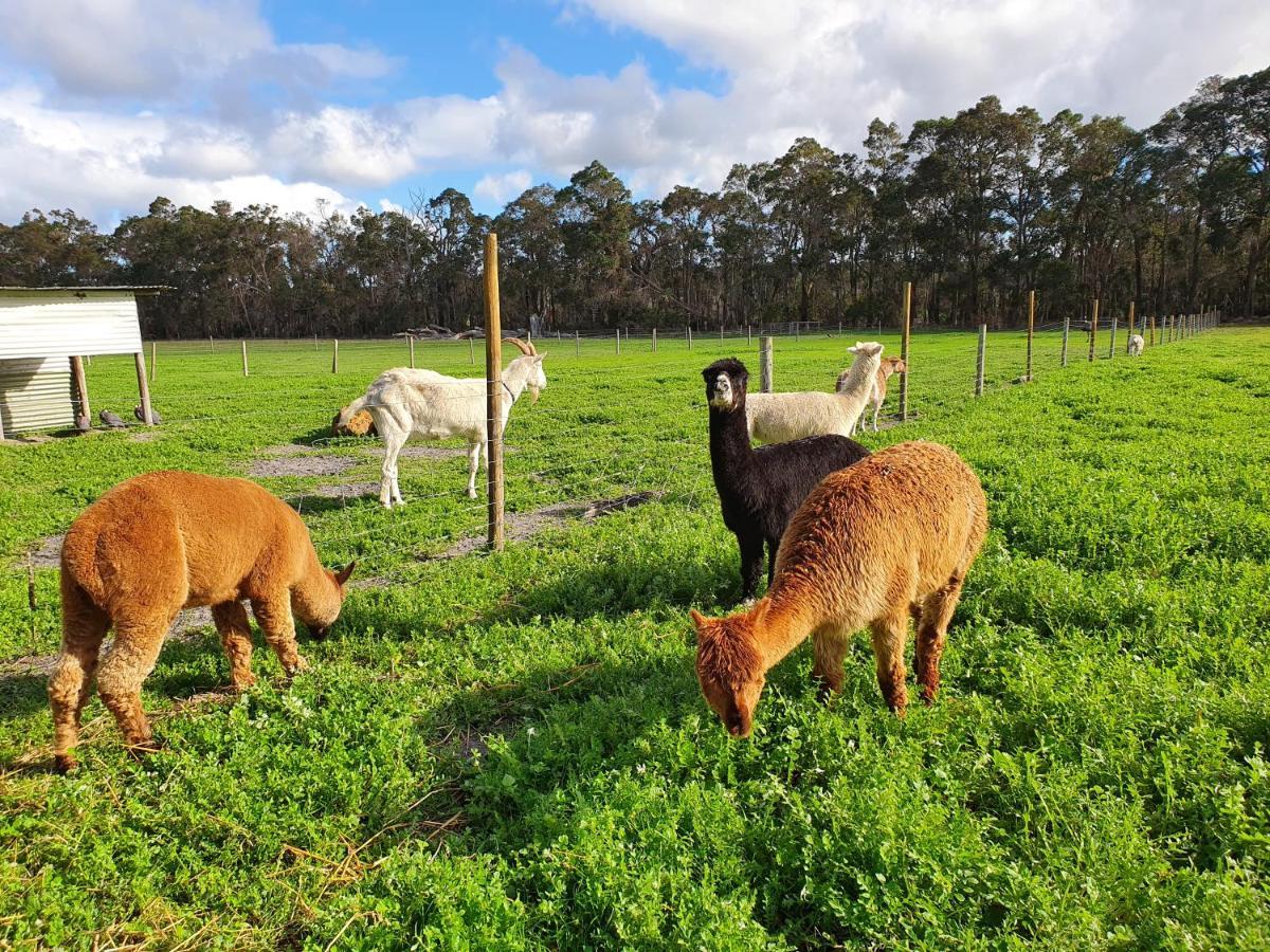 Kerriley Park Farmstay Yelverton Extérieur photo